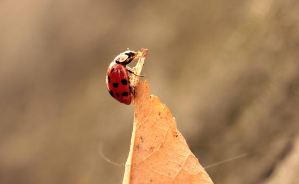 Una coccinella cammina su una foglia